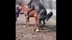 Секс-видео лошади с человеческим задом
