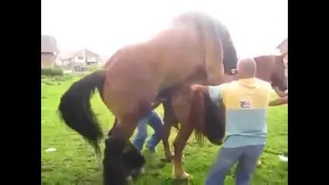 Прекрасное зоо порно с конем скачать