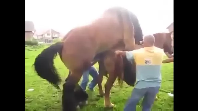 Секс с конём - зоо порно видео ебли с зоофилок лошадьми